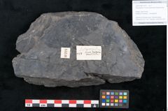 Foto (Objekt + Etikett) von Artocarpidium novae zeelandiae Ettingshausen (NHMW-GEO-2024-0188-10224)